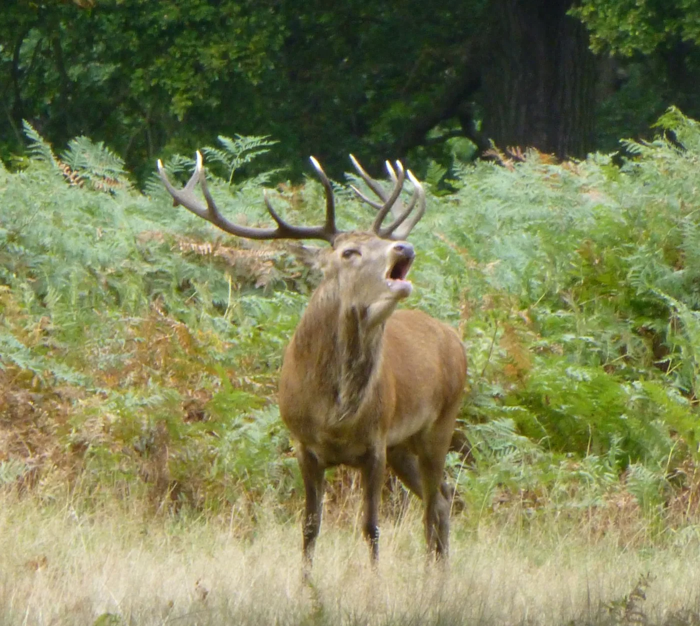 A red deer stag in Richmond Park. The rut runs from September to November, and the cull that follows closes the pedestrian gates at night.