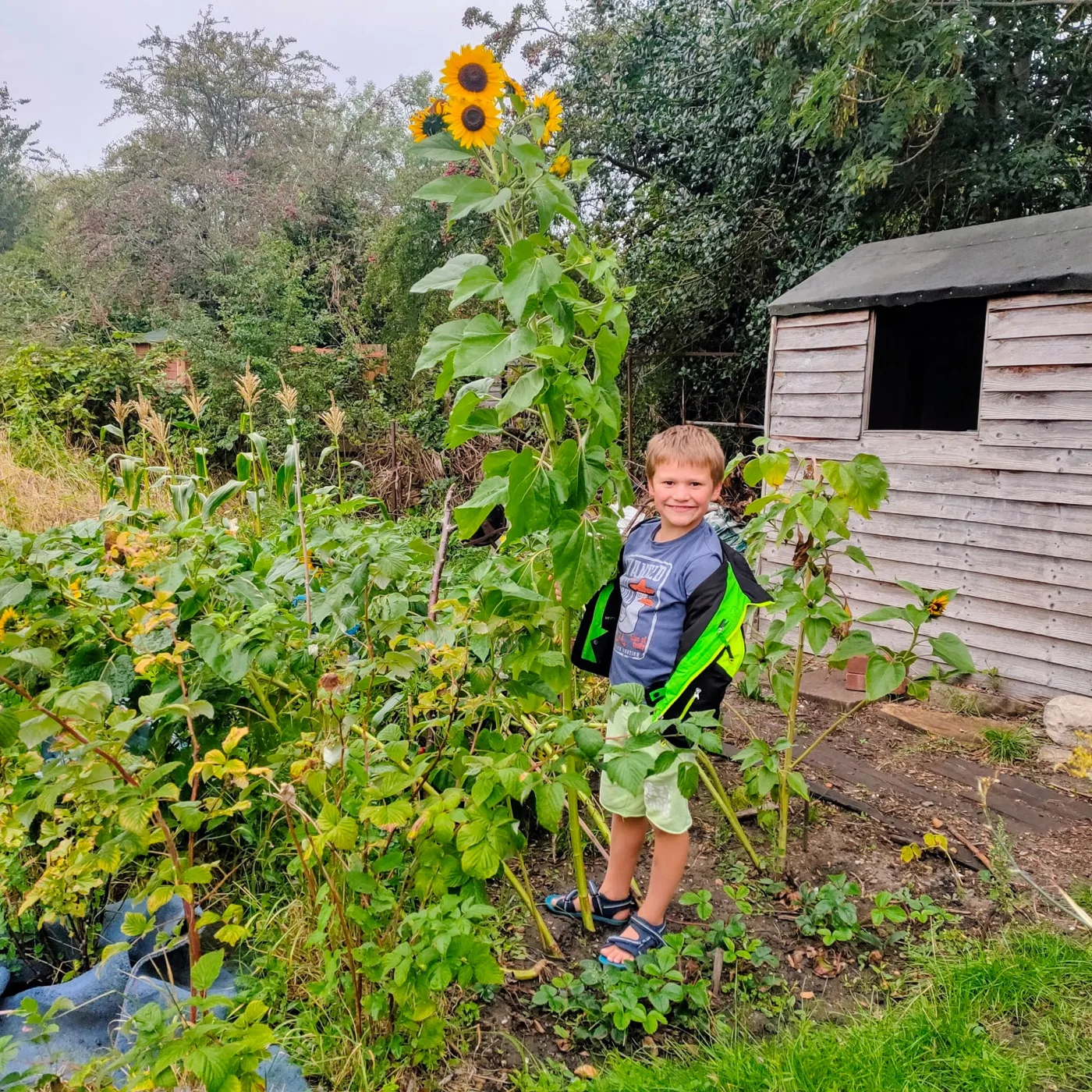 Sunflowers, raspberry canes and a wooden shed on an allotment plot at Shacklegate Lane, with a young plot holder standing among the plants